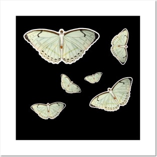 colorful butterfly cute butterfly Posters and Art